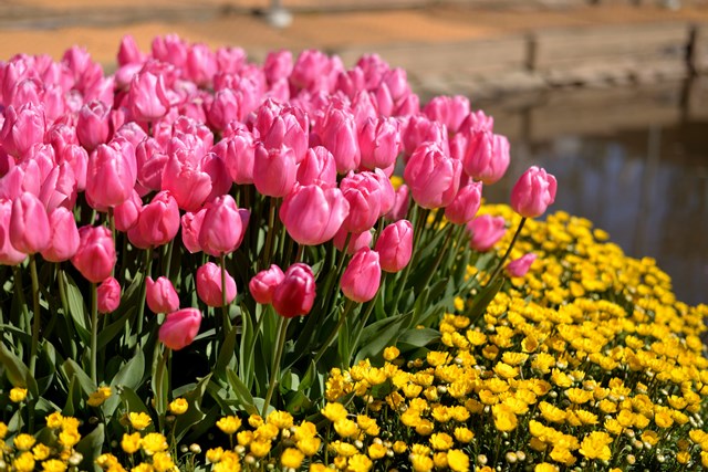 2019年最新版 あしかがフラワーパークの魅力とは おすすめスポット