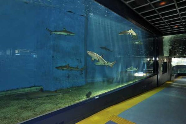 箱根園水族館 日本一標高の高い場所にある水族館の魅力に迫る