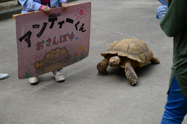 徹底解説 市川市動植物園の魅力 モルモットやレッサーパンダから料金やミニ鉄道の情報まで