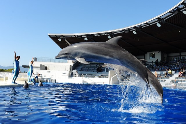 取材記事 京都水族館の魅力を徹底レポート 割引やお土産情報から人気のスポットまで