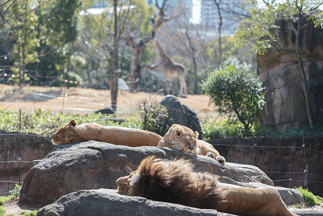 ここでしか会えない動物たちも 天王寺動物園でかわいい動物たちに癒される