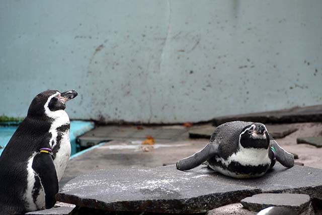 入園料無料が嬉しい 夢見ヶ崎動物公園 の見どころやアクセス方法を徹底解説