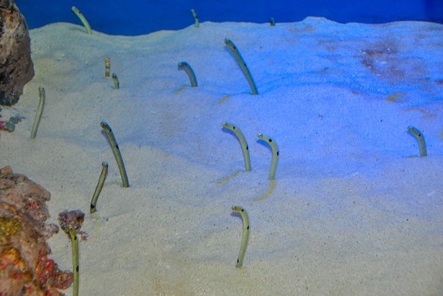 徹底取材 竹島水族館 アクセスから周辺の観光地 ランチスポットまでご紹介