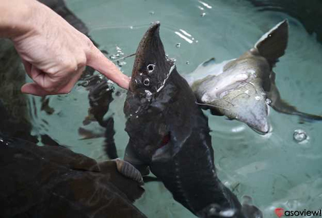 北海道で話題の水族館12選 珍しい水族館からおすすめ定番水族館までご紹介