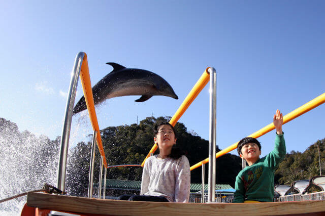 下田海中水族館が営業再開 イルカが頭上を飛び越えるショーも人数を限定して開催