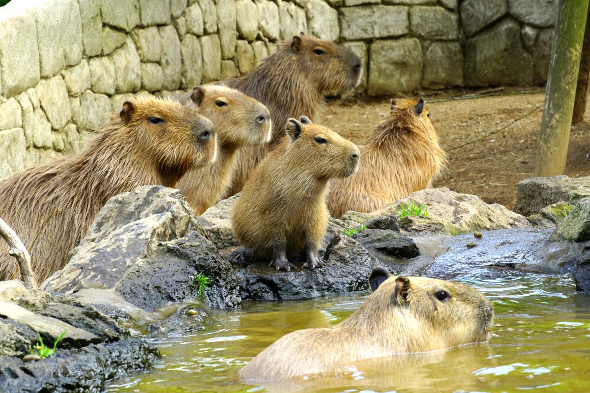 伊豆シャボテン動物公園で距離感ゼロのワクワクふれあい体験！世界の