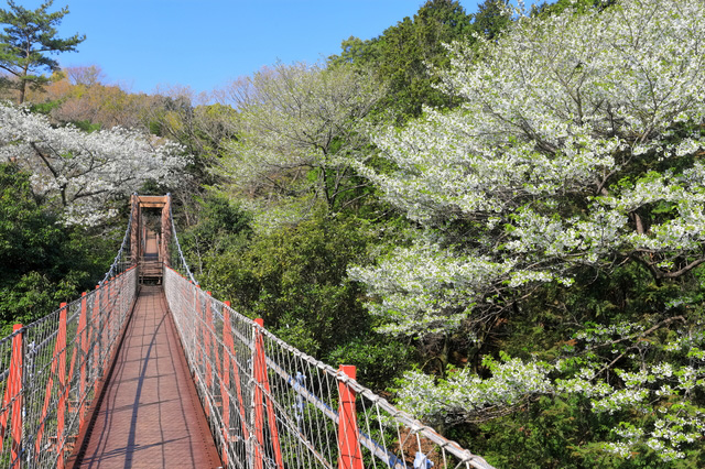 実は穴場の静岡県三島市 おすすめの三島観光スポットをご紹介