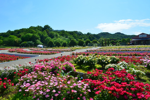 世界最大級のバラ園 花フェスタ記念公園を徹底レポート