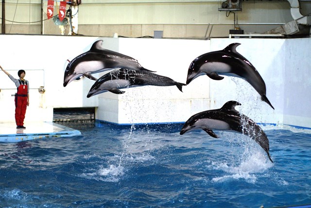 北海道 水族館 5選 観光にオススメの人気水族館