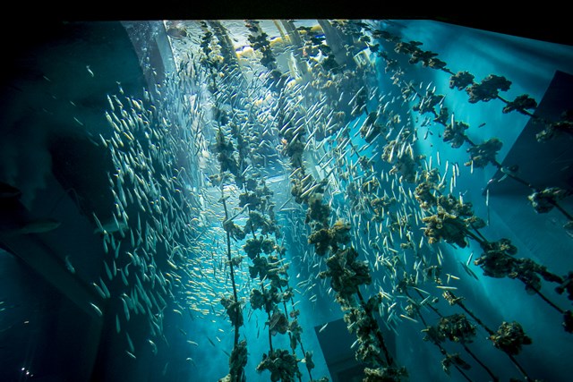 徹底取材 宮島水族館の魅力とは 人気のスナメリから料金やお土産 アクセス情報まで