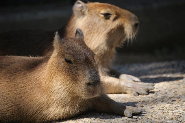 徹底解説 神戸市立王子動物園の魅力とは 日本で唯一パンダとコアラに会える場所