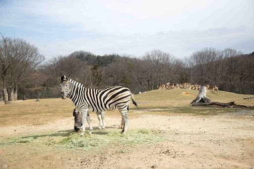 かわいい動物から絶叫アトラクションまで 楽しさ山盛りの 姫路セントラルパーク を遊び尽そう