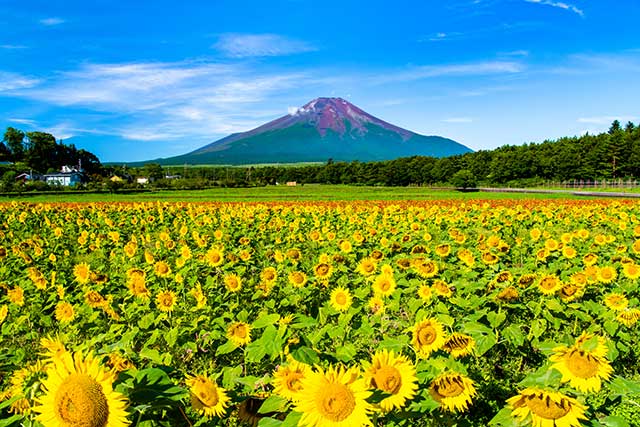 山中湖の観光スポット10選 雄大な富士山を眺めながら自然を満喫しよう