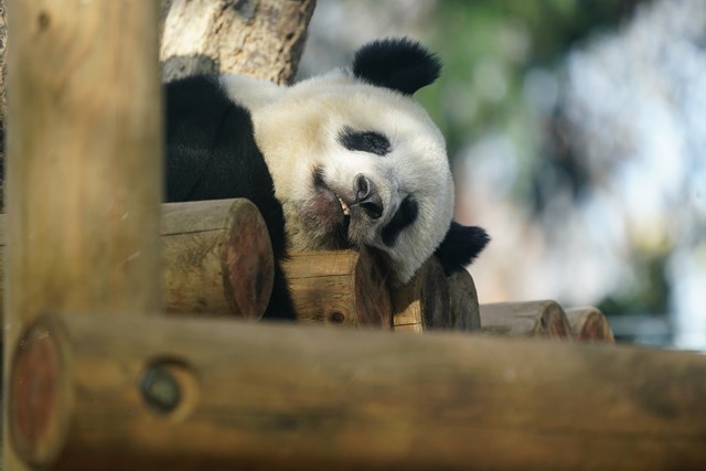 上野動物園を2時間で思いっきり満喫 時間がなくても楽しめる方法教えます