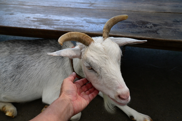 徹底解説 市川市動植物園の魅力 モルモットやレッサーパンダから料金やミニ鉄道の情報まで