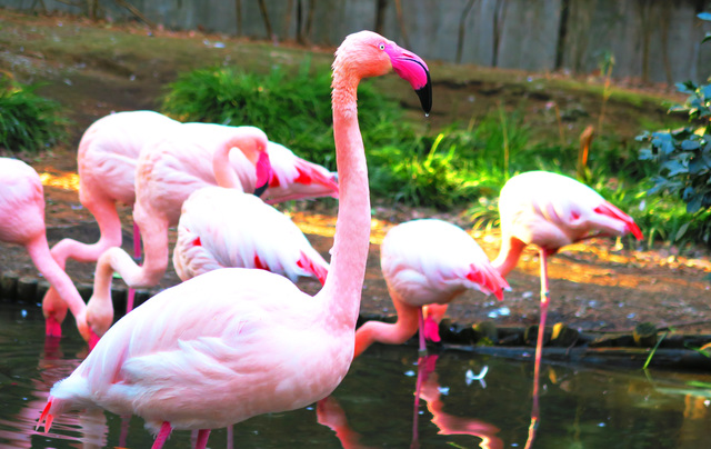 埼玉の動物園 水族館おすすめ9選 子連れに人気のふれあい体験ができる動物園