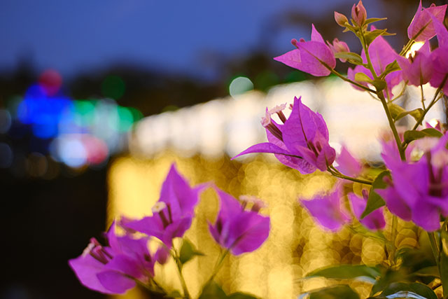 割引あり 東南植物楽園の魅力を徹底レポート イルミやデート おすすめスポットまで一挙紹介