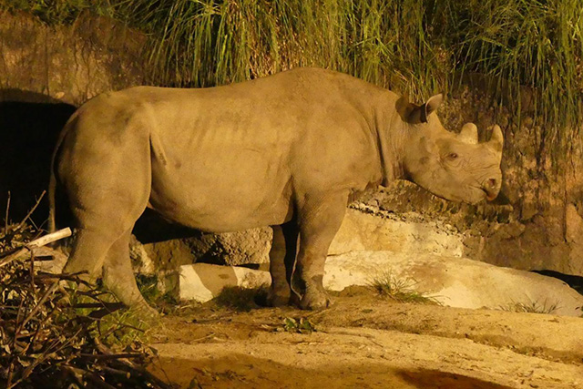 ここでしか会えない動物たちも 天王寺動物園でかわいい動物たちに癒される