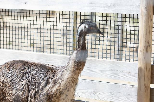 淡路島ファームパーク イングランドの丘 でコアラたちや自然に癒される