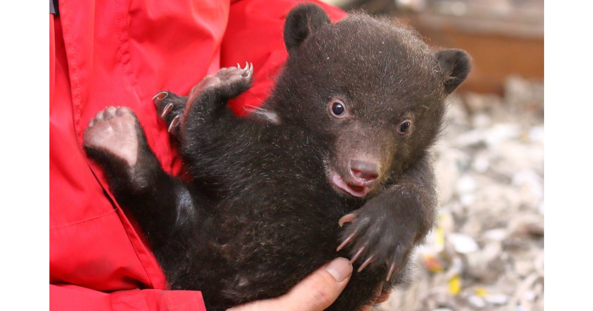 阿蘇カドリー ドミニオンで赤ちゃんグマのふれあいがスタート