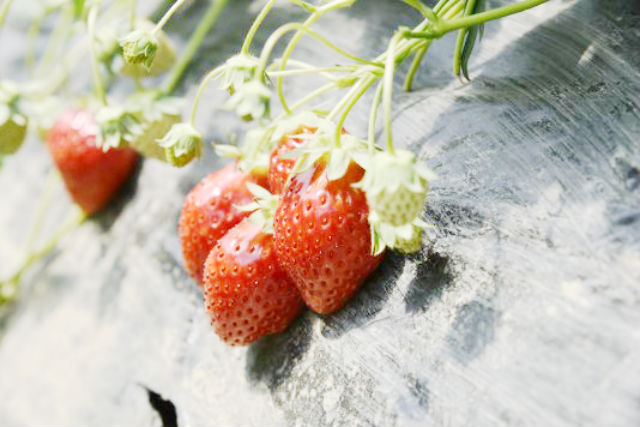 木更津のいちご狩りスポット4選 東京湾アクアラインで都内からも便利