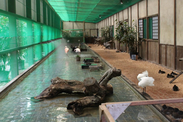 加茂荘花鳥園 花菖蒲やフクロウたちに出会える癒やしの里山