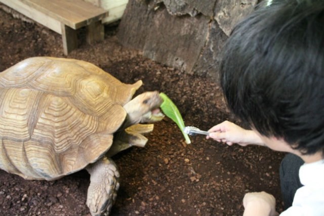 割引あり 体感型動物園 Izoo イズー 徹底体験レポート おすすめスポットを紹介