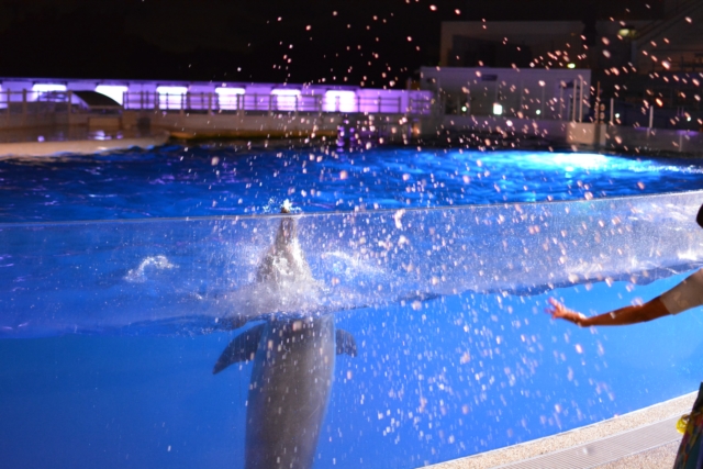 取材記事 京都水族館の魅力を徹底レポート 割引やお土産情報から人気のスポットまで