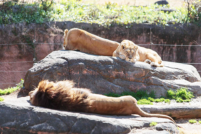 ここでしか会えない動物たちも 天王寺動物園でかわいい動物たちに癒される