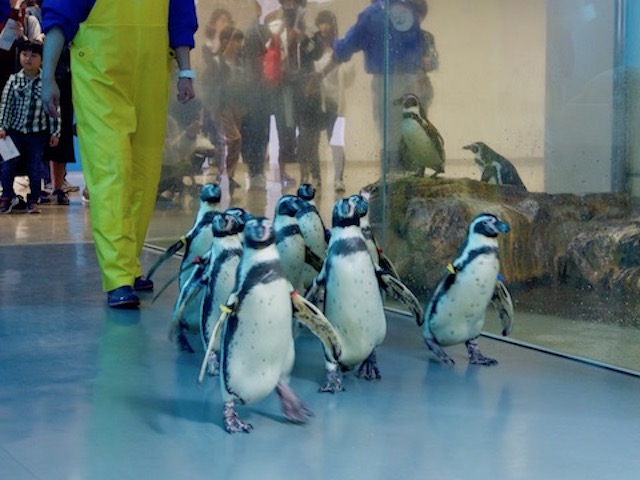 徹底取材 宮島水族館の魅力とは 人気のスナメリから料金やお土産 アクセス情報まで