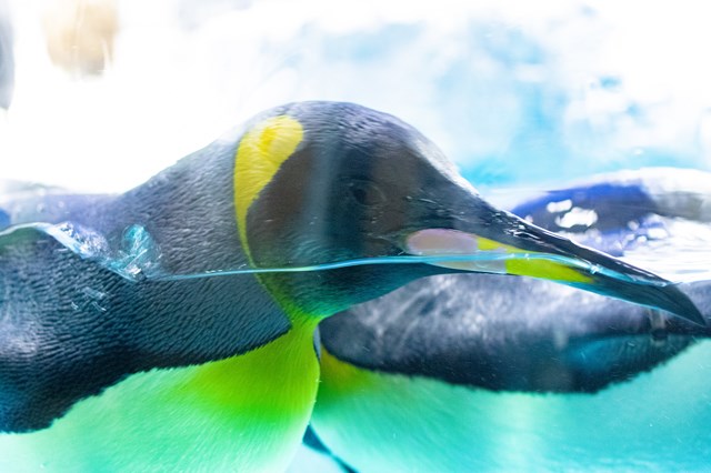 取材レポ 海遊館へ行ってきた 館内の魅力から遊びに行く前に知っておきたい情報まで