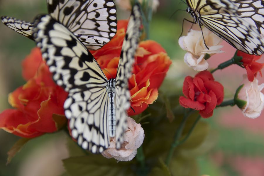琉宮城蝶々園を徹底取材 500匹以上の蝶々が舞う園内の楽しみ方とは