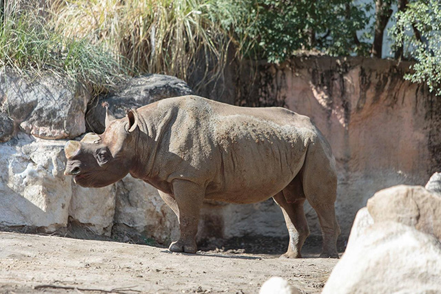 ここでしか会えない動物たちも 天王寺動物園でかわいい動物たちに癒される