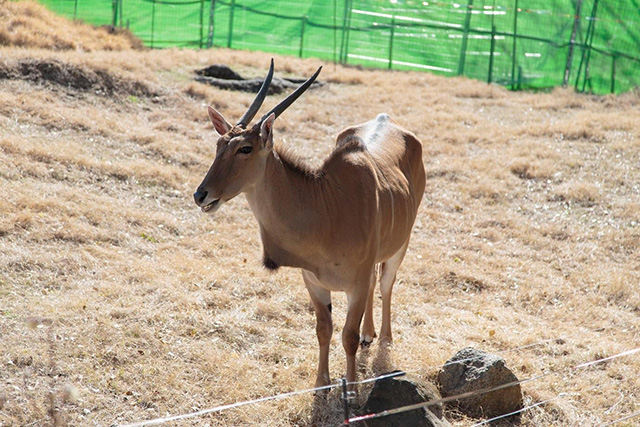 ここでしか会えない動物たちも 天王寺動物園でかわいい動物たちに癒される