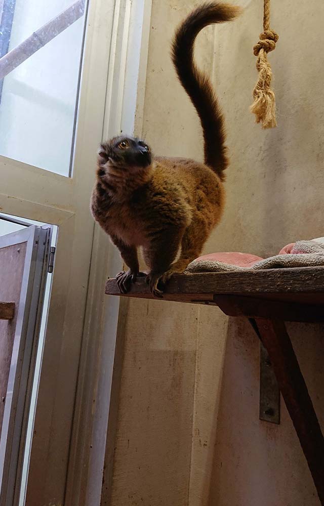 入園料無料が嬉しい 夢見ヶ崎動物公園 の見どころやアクセス方法を徹底解説
