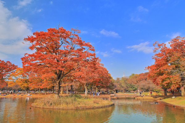 代々木公園の写真