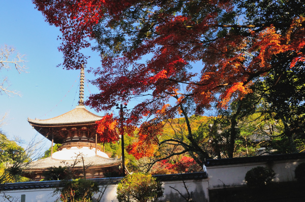 根来寺の写真