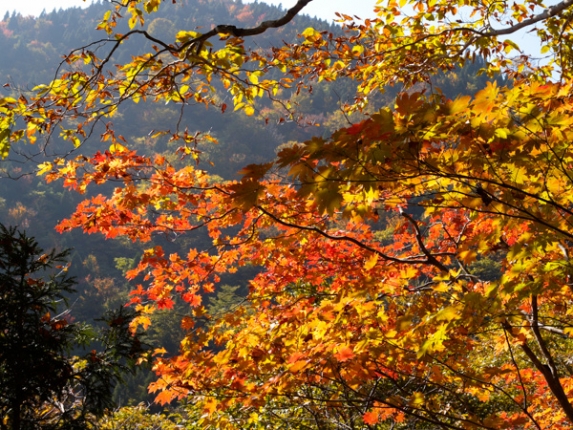 氷ノ山の写真