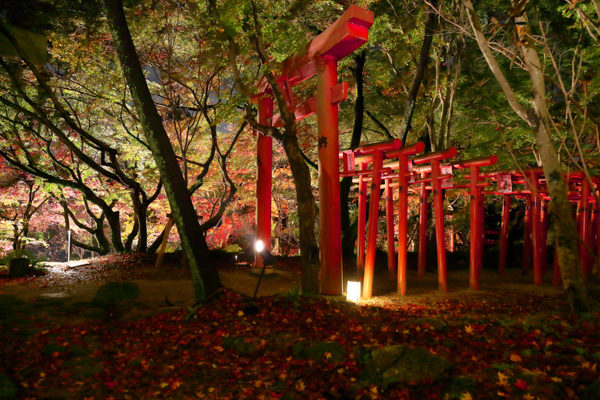 竈門神社の写真